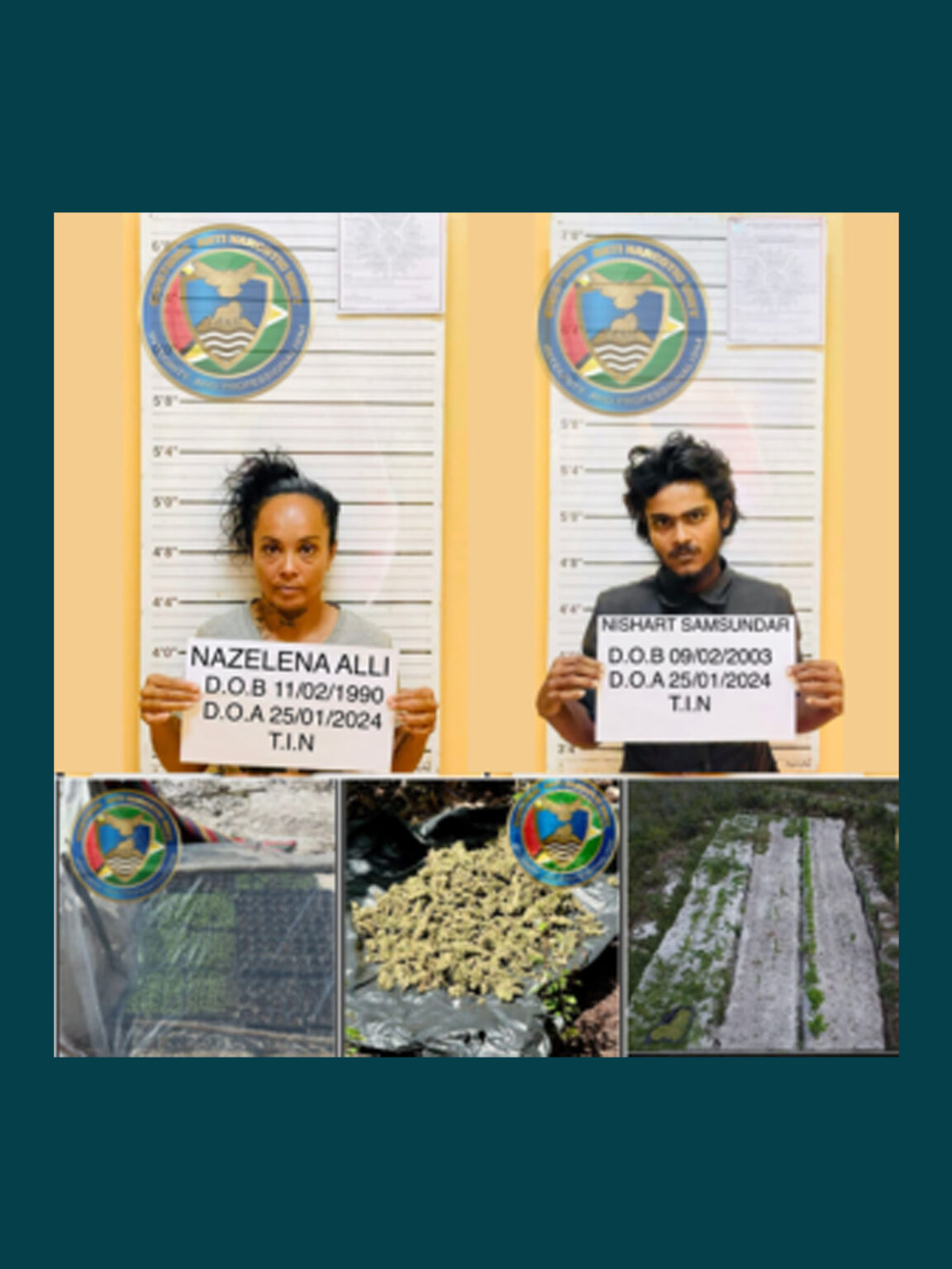 CANU's eradication exercise at Hauraruni Village off the Soesdyke/Linden Highway, resulted in the arrest of two, the seizure of 1.976 kgs. of cannabis, and several plants and one (1) 12-gauge cartridge